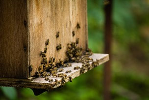 honey bees in front of hive