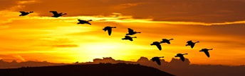 flock of birds against sunset